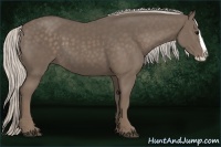 Horse Color:Silver Black Splash