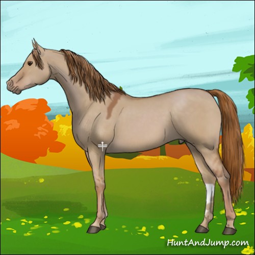 Horse Color:Red Dun