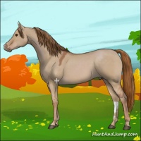 Horse Color:Red Dun 