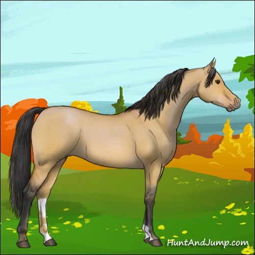 Horse Color:Bay Dun