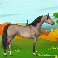 Horse Color:Bay Dun 