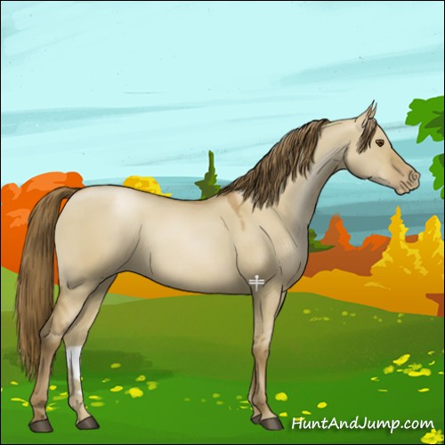 Horse Color:Grullo Pearl