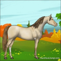Horse Color:Grullo Pearl 