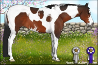 Horse Color:Gray Bay Sabino Tobiano 
