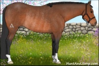 Horse Color:Bay Rabicano 