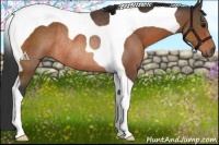 Horse Color:Brown Tobiano Rabicano