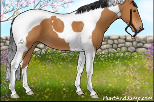 Horse Color:Bay Tobiano 