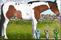 Horse Color:Gray Brown Tobiano Rabicano 
