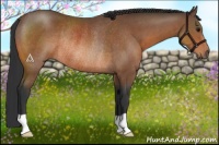 Horse Color:Bay Rabicano 