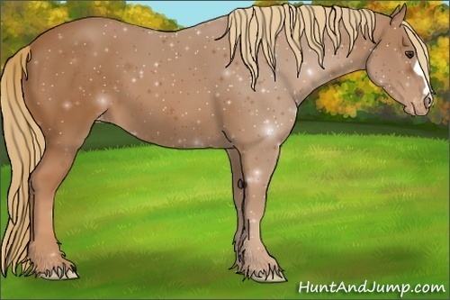 Horse Color:ERROR: UNKNOWN ANOMALY