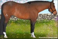 Horse Color:Brown Rabicano 