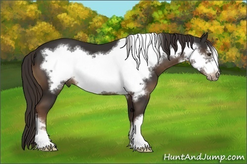 Horse Color:Liver Chestnut Frame 