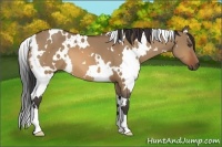 Horse Color:White Spotted Bay Dun