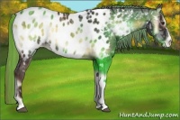 Horse Color:Liver Red Onyx Ice Appaloosa