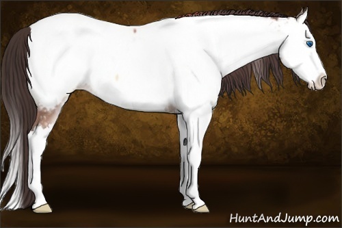 Horse Color:Sable Champagne Ice Onyx Sabino Splash Near Fewspot 