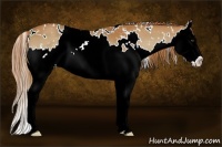 Horse Color:Watercolor White Spotted Chestnut Sabino Splash Snowflake Varnish 