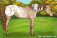 Horse Color:White Spotted Liver Red Roan Pearl Appaloosa 