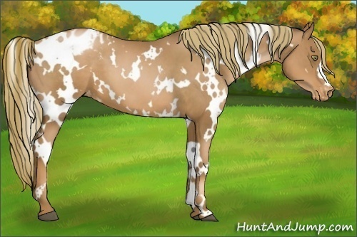 Horse Color:White Spotted Liver Chestnut Pearl Appaloosa 