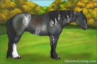 Horse Color:White Spotted Black