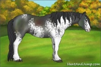 Horse Color:White Spotted Black Sabino Rabicano 