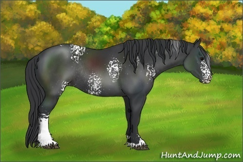 Horse Color:White Spotted Black Sabino Rabicano