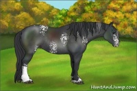 Horse Color:White Spotted Black Sabino Rabicano