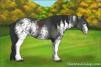 Horse Color:White Spotted Black