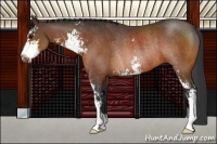 Horse Color:Brown Sabino Rabicano 
