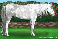 Horse Color:Black Sabino Rabicano 