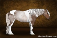 Horse Color:Silver Brown Tobiano