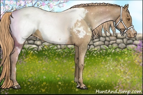 Horse Color:White Spotted Liver Chestnut Pearl Appaloosa 