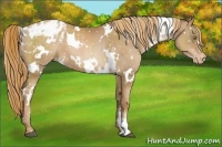 Horse Color:White Spotted Liver Chestnut Pearl Appaloosa 