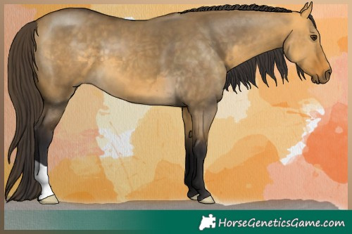Horse Color:Buckskin Dun 