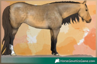 Horse Color:Buckskin Dun 