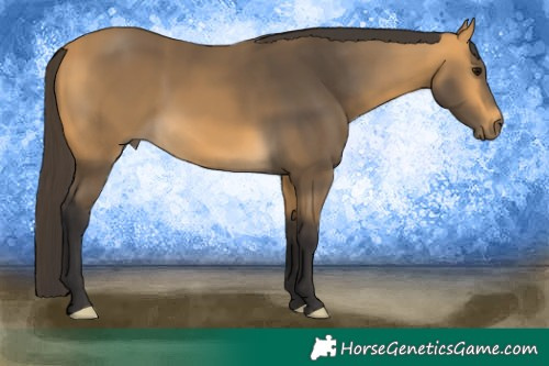 Horse Color:Buckskin