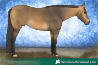 Horse Color:Buckskin