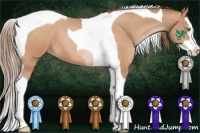 Horse Color:Brown Roan Pearl Splash Tobiano