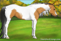 Horse Color:Gray Buckskin Tobiano