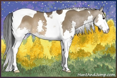 Horse Color:Brown Dun Splash Tobiano 