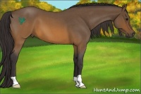 Horse Color:Buckskin Roan 