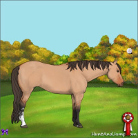 Horse Color:Bay Dun Sabino 