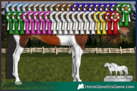 Horse Color:Gray Bay Tobiano