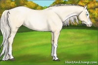 Horse Color:Palomino Roan Pearl Splash 