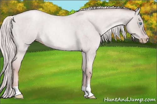 Horse Color:Gray Silver Smoky Creme Roan Dun Rabicano 