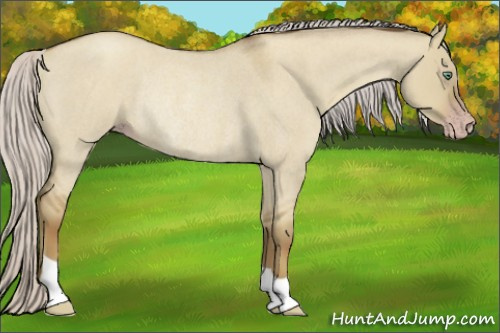 Horse Color:Gray Silver Classic Cream Champagne Roan Dun Rabicano 