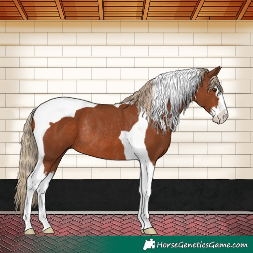 Horse Color:Chestnut Splash Tobiano Rabicano