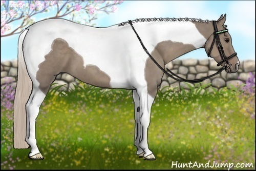 Horse Color:Silver Grullo Tobiano 
