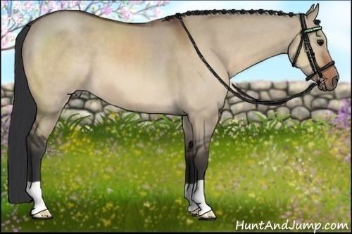 Horse Color:Bay Dun 
