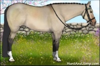 Horse Color:Bay Dun