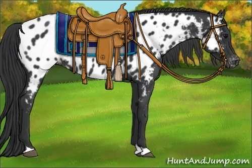 Horse Color:Black Appaloosa 